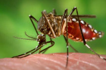 O que devemos saber sobre a febre chikungunya?