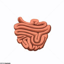 Intestino delgado