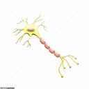 Neur&ocirc;nios