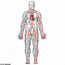 Sistema cardiovascular