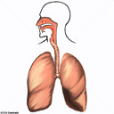 Sistema respirat&oacute;rio