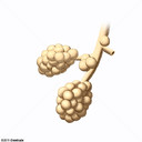 Alv&eacute;olos Pulmonares