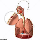 Pleura