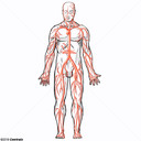 Sistema arterial