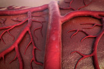 Angiogênese: entenda o conceito, seus efeitos, os diferentes tipos e mais!