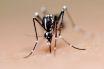 Dengue: sintomas e cuidados gerais