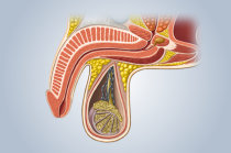 Doenças do pênis: quais são as mais comuns e como elas se manifestam?