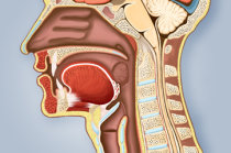 Edema de glote: definição, causas, sintomas, diagnóstico, tratamento, evolução, prevenção, possíveis complicações