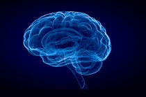 Envelhecimento cerebral normal ou patológico? Há como evitar o envelhecimento do cérebro?