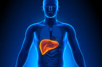 Hepatite alcoólica - como é? O que deve ser feito? Como prevenir? Hepatite alcoólica - como é? O que deve ser feito? Como prevenir?