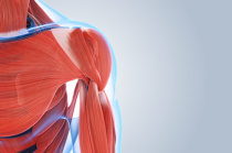 Lesões musculares: causas, tipos e mecanismos de recuperação Lesões musculares: causas, tipos e mecanismos de recuperação