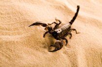 Picada de escorpião: o que devo fazer?