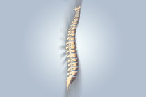 Transecção da medula espinhal