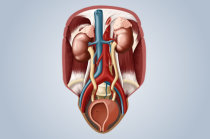 Uropatia obstrutiva - os riscos do bloqueio do trato urinário Uropatia obstrutiva - os riscos do bloqueio do trato urinário