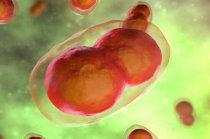 Varíola - definição, causas, características clínica, diagnóstico, tratamento, prevenção, possíveis complicações Varíola - definição, causas, características clínica, diagnóstico, tratamento, prevenção, possíveis complicações