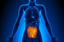 Zonulina intestinal: o que é e para que serve? Zonulina intestinal: o que é e para que serve?